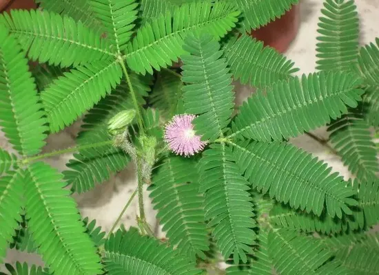 Organic Honeysuckle P. E. / Lonicera Japonica / Herb Plant High Quality Large Stock Factory Honeysuckle Extract