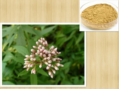 Fortune Eupatorium Herb Extract
