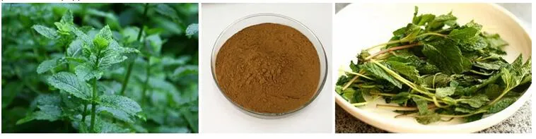 Supplier Wholesale Herb Extract Pure Mint Extract